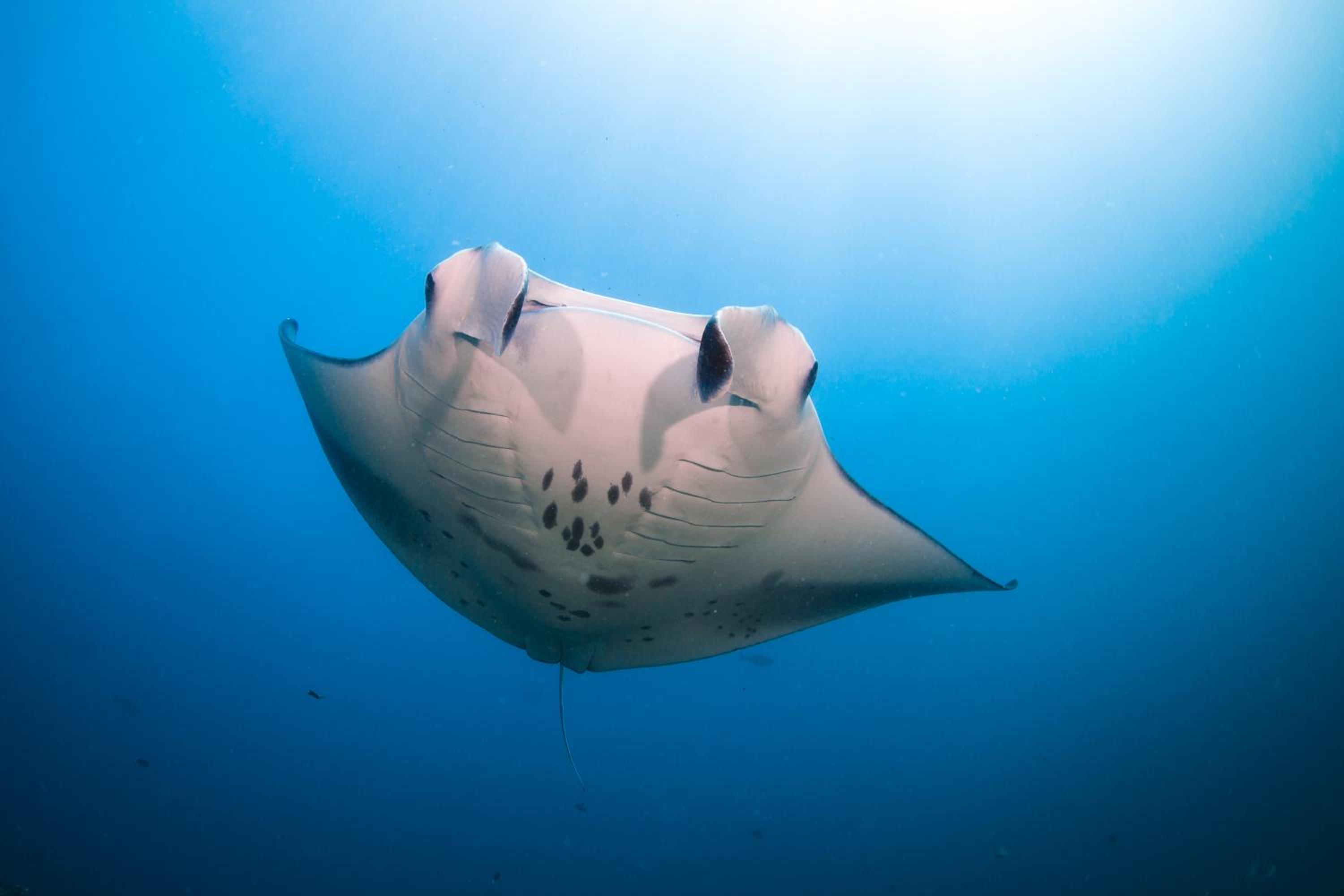 Six Senses Laamu — снимок 19