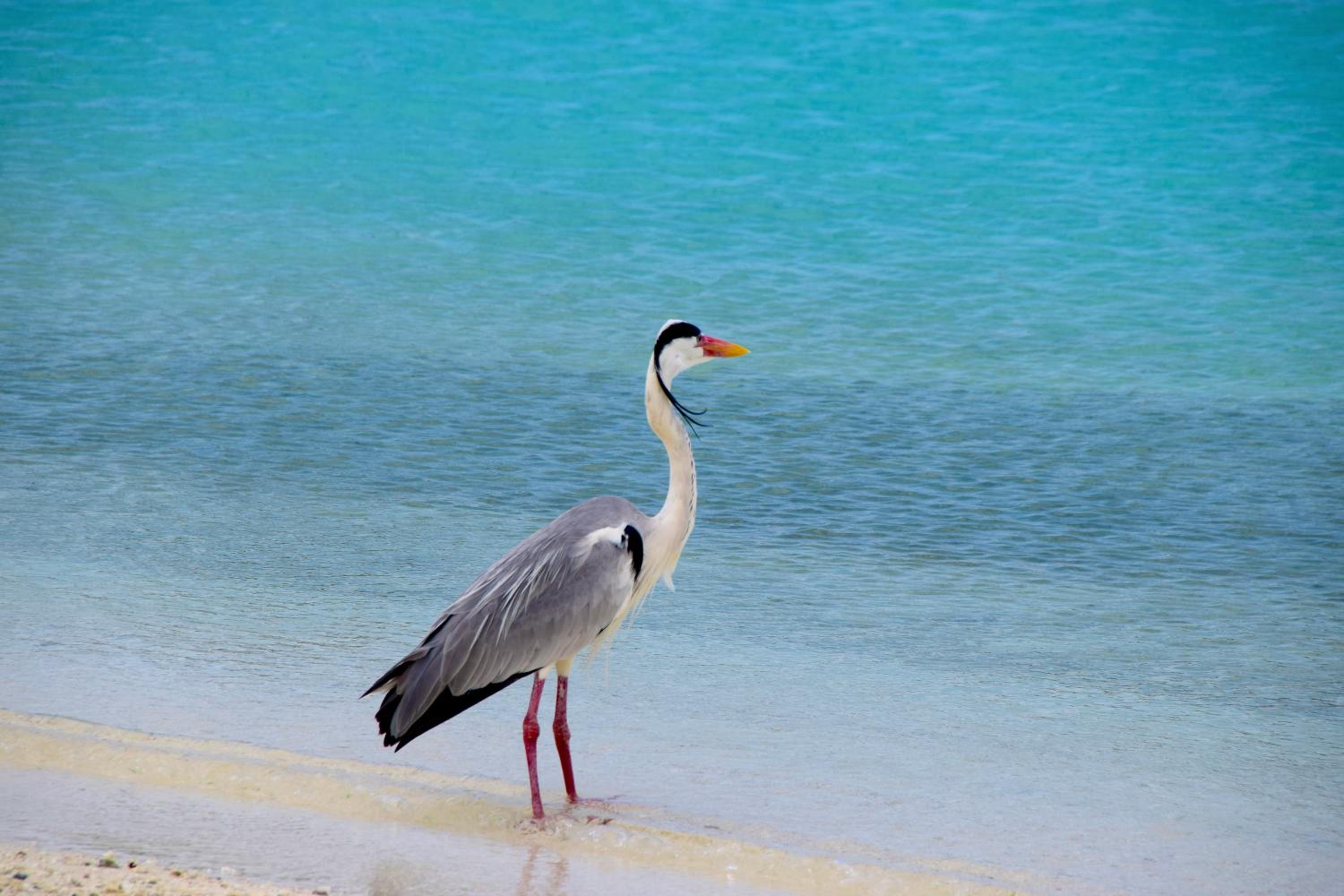 Makunudu Island — снимок 15