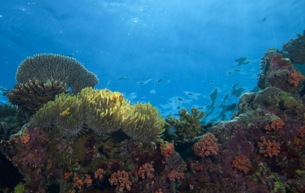 Hurawalhi Island Resort — снимок 29