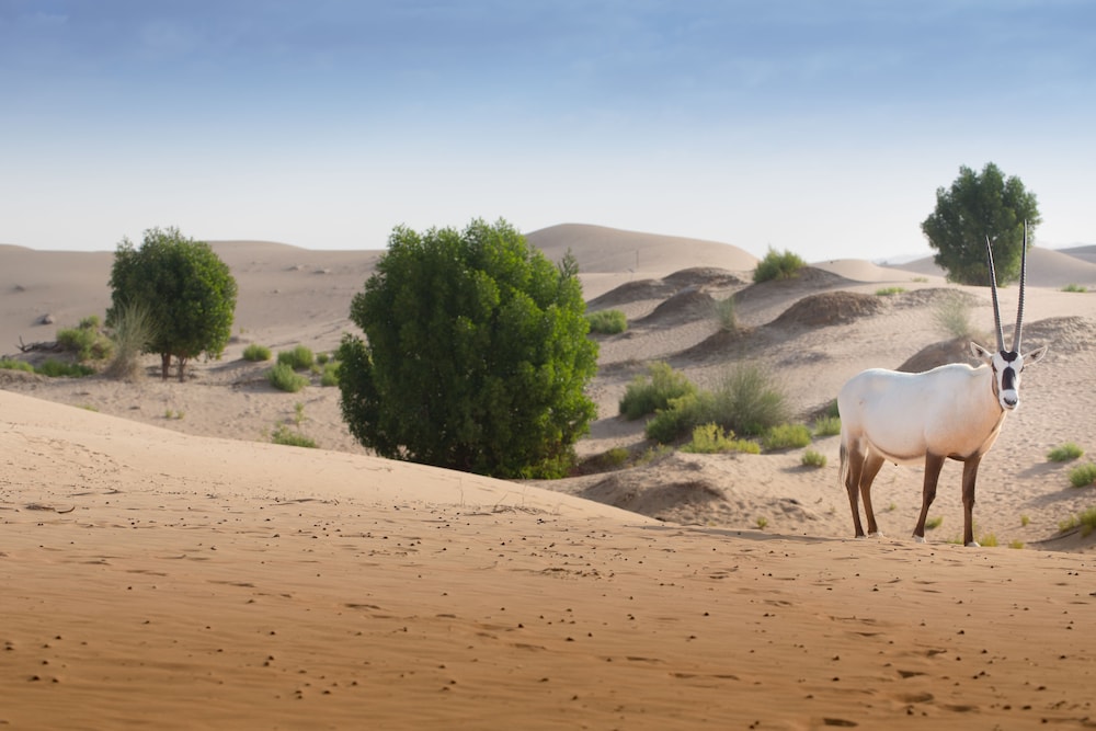 Telal Resort, Al Ain — снимок 14