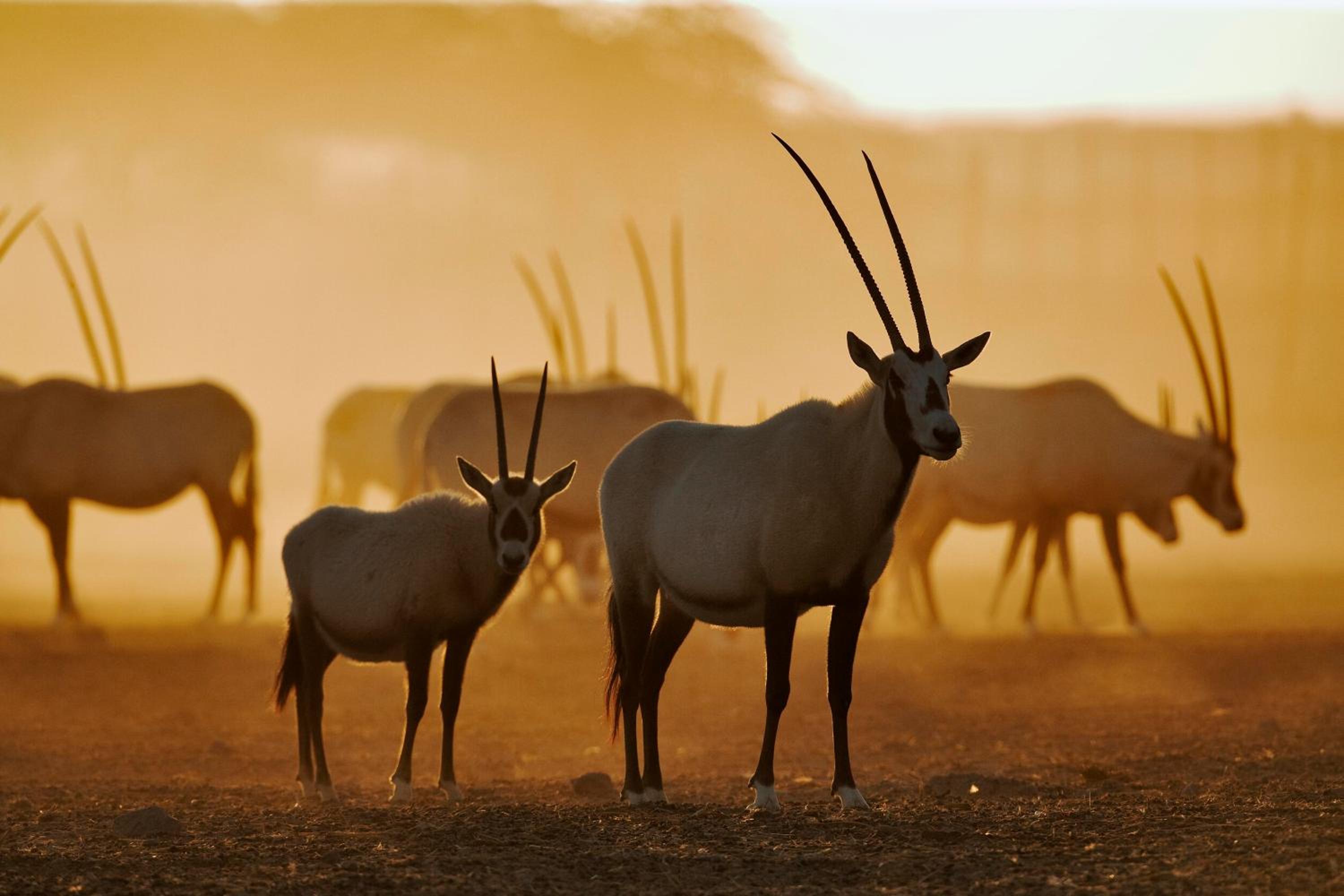 Anantara Sir Bani Yas Island Al Yamm Villa Resort — снимок 22