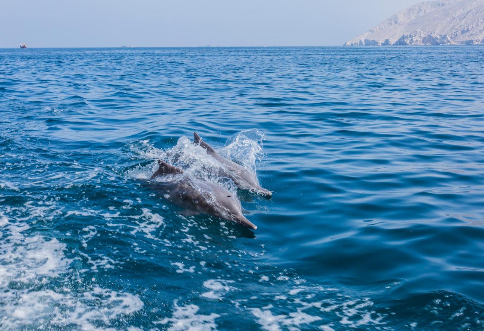 Atana Musandam — снимок 18
