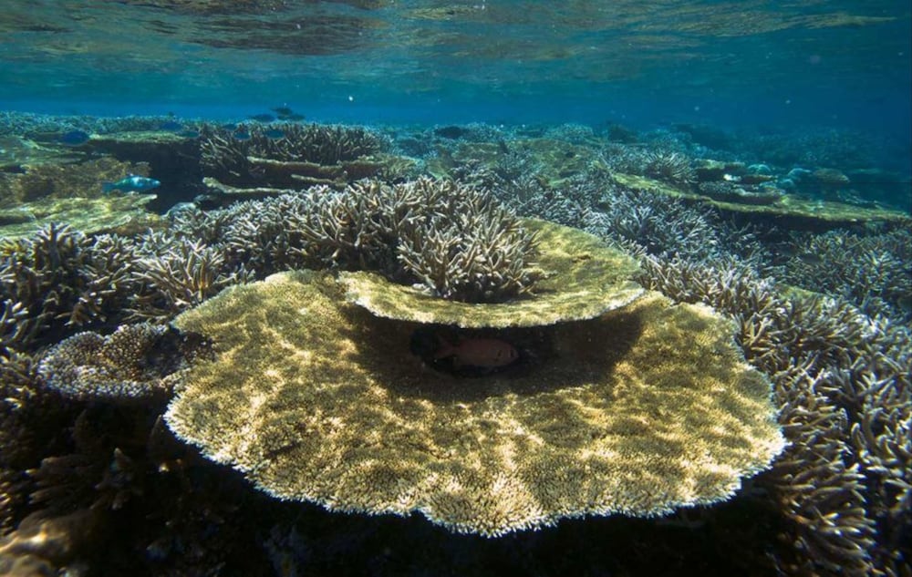Hurawalhi Island Resort — снимок 28
