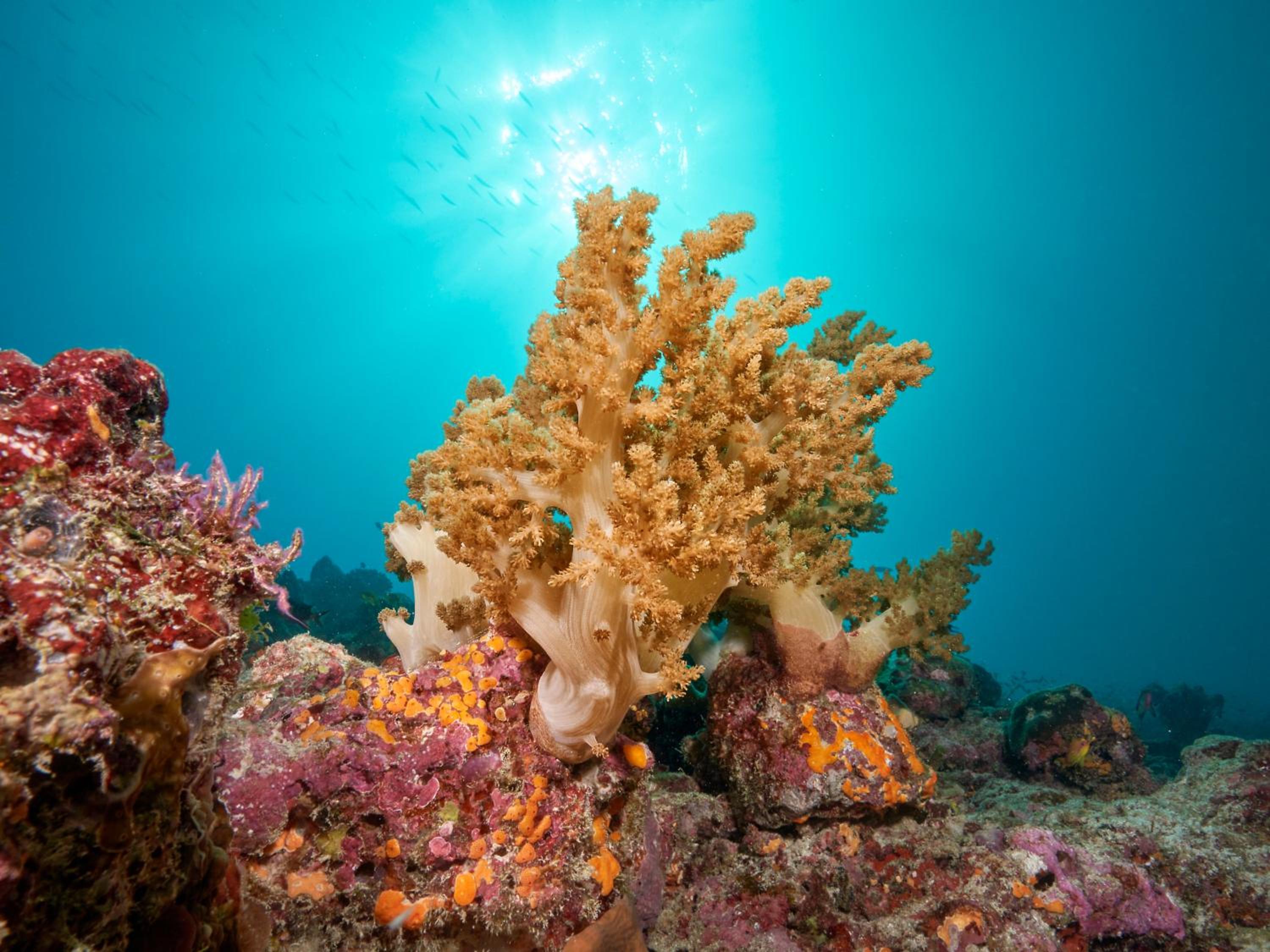 Cora Cora Maldives — снимок 29