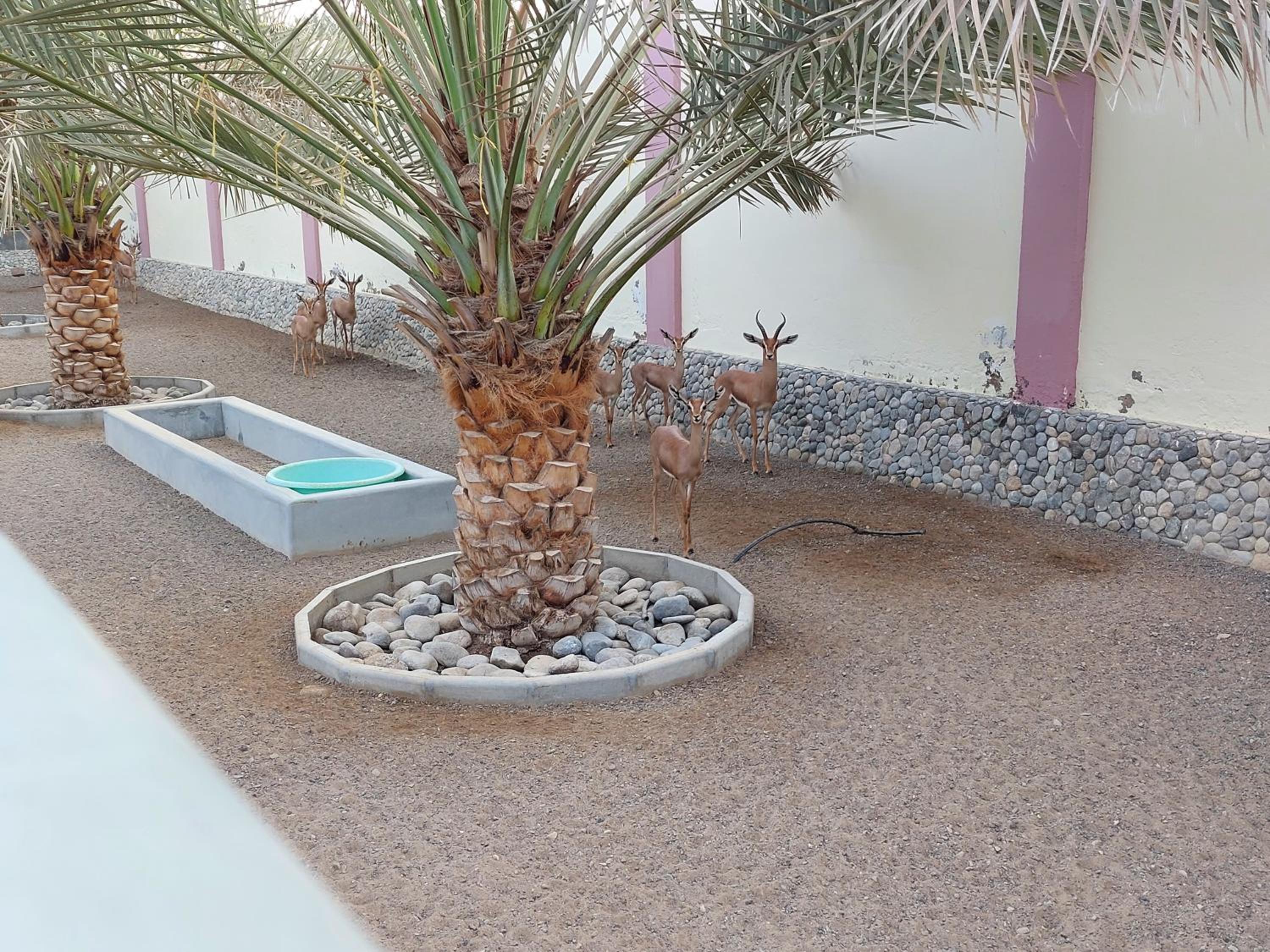 Asahalah Farm Villas — снимок 24