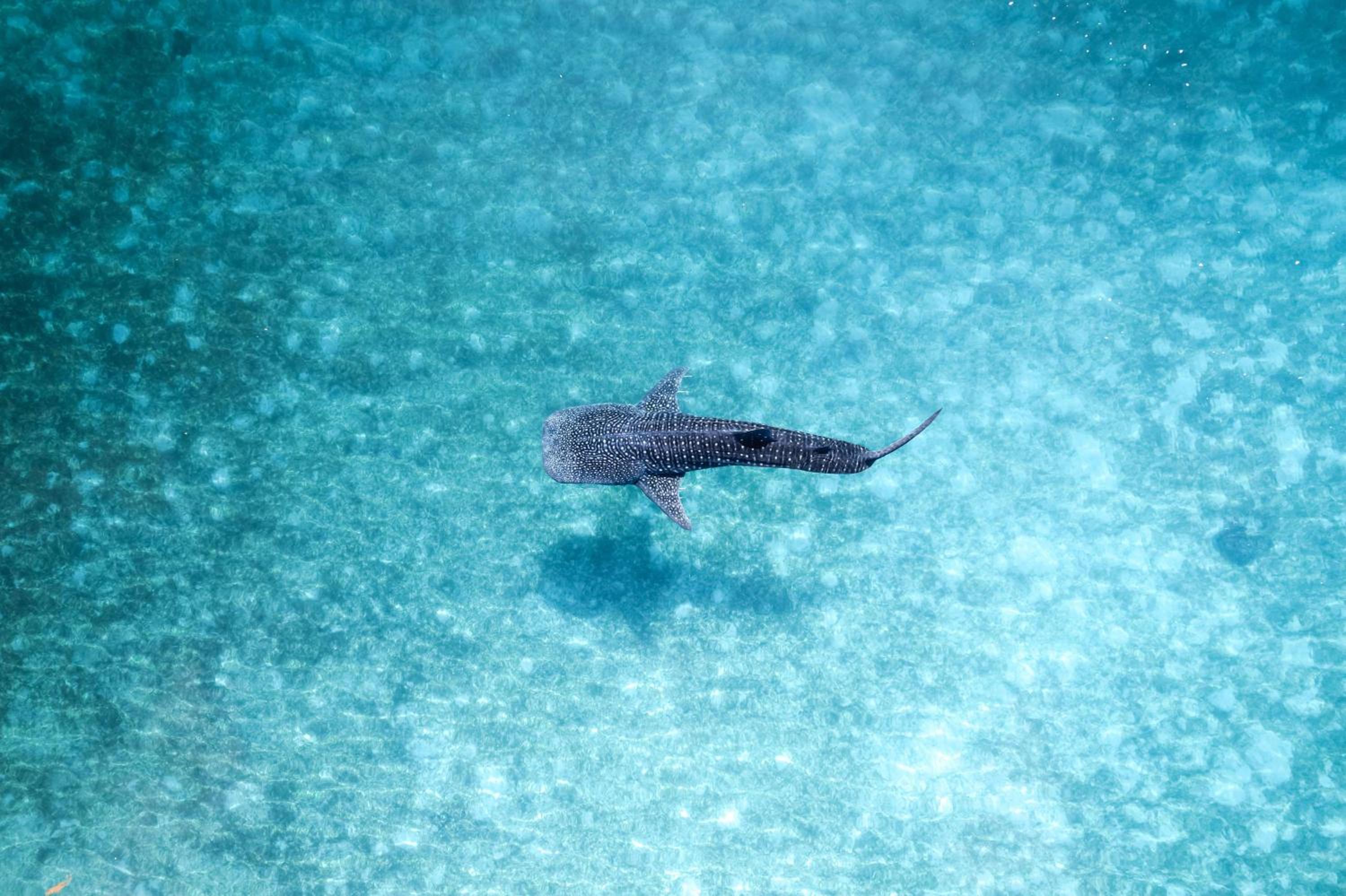Radisson Blu Resort Maldives — снимок 22