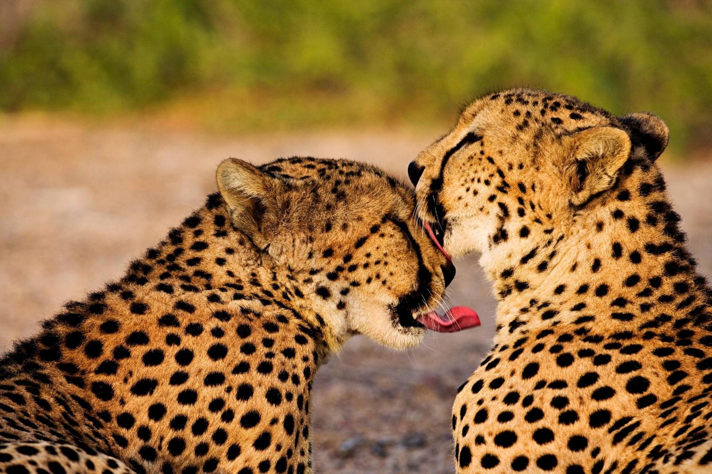 Anantara Sir Bani Yas Island Al Yamm Villa Resort — снимок 30