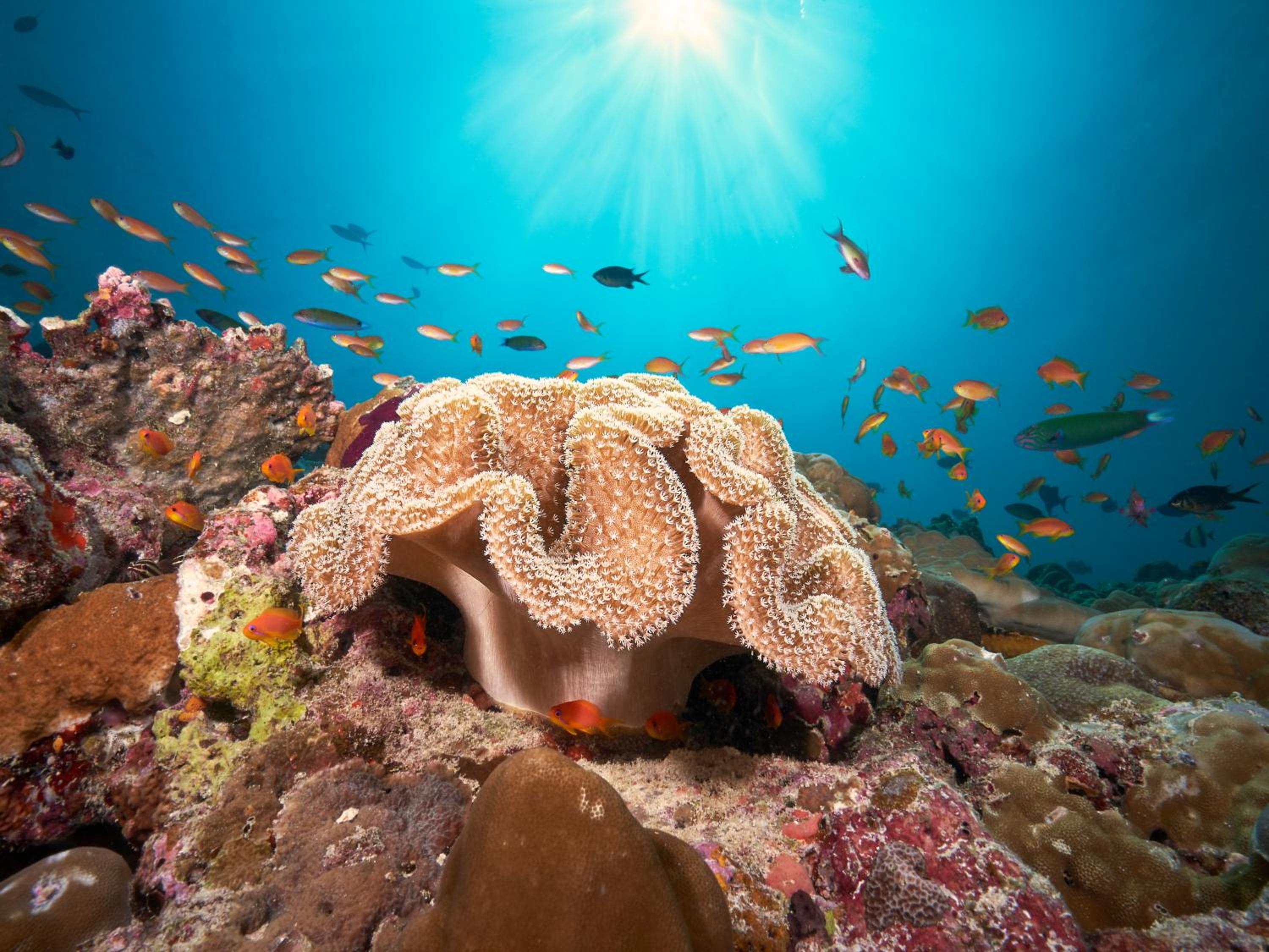 Cora Cora Maldives — снимок 12
