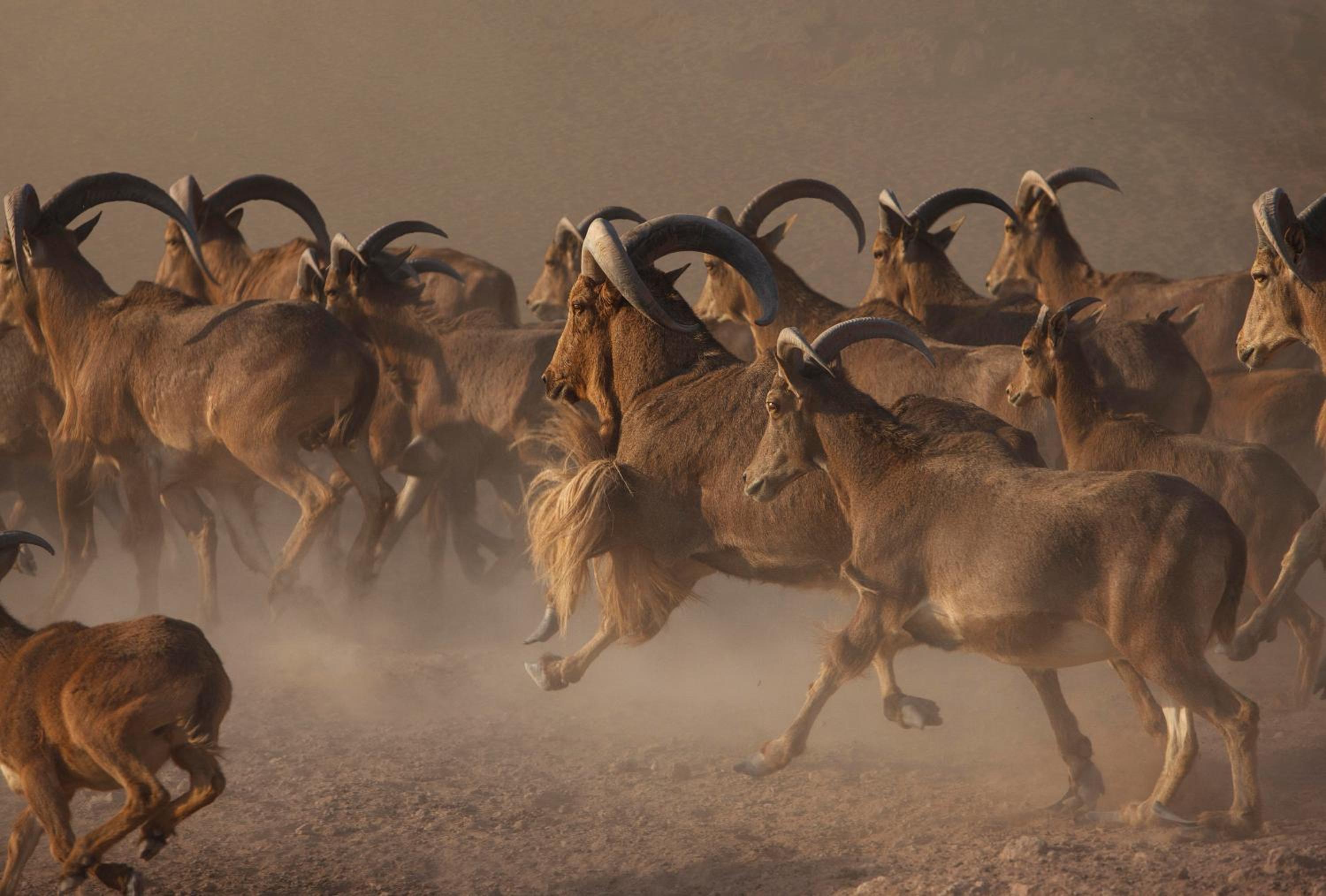 Anantara Sir Bani Yas Island Al Yamm Villa Resort — снимок 13