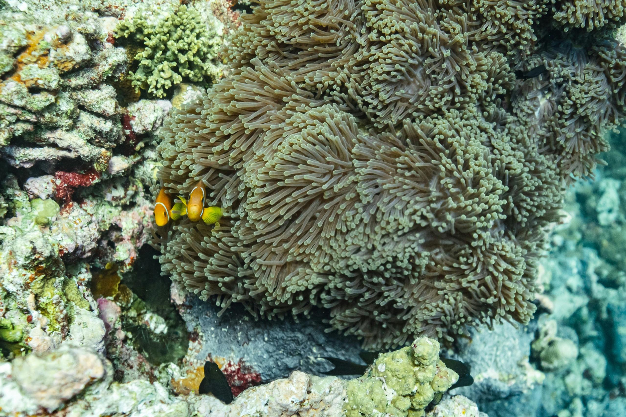 Nilaa Coral Island Maldives — снимок 12