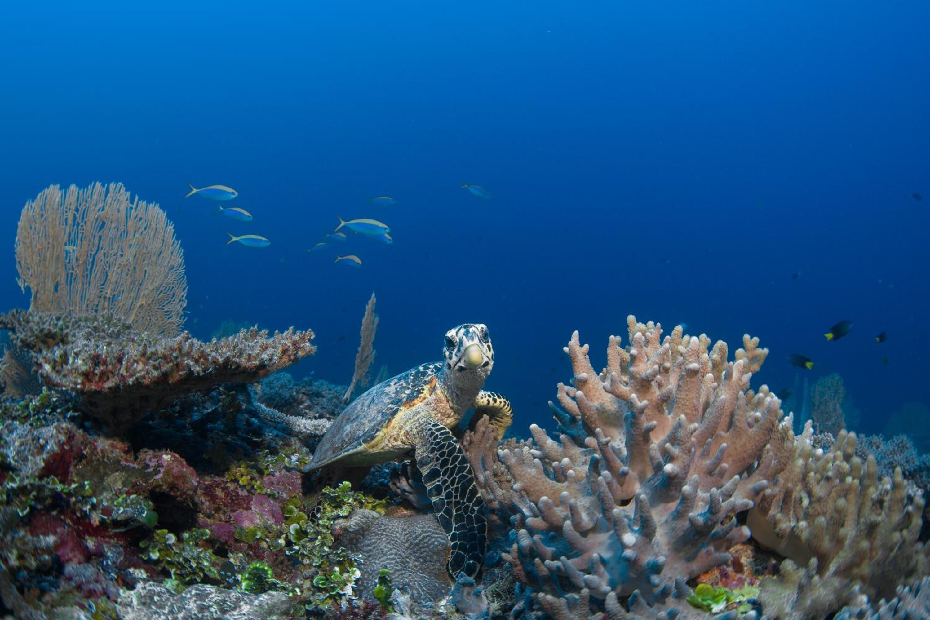 Six Senses Laamu — снимок 18