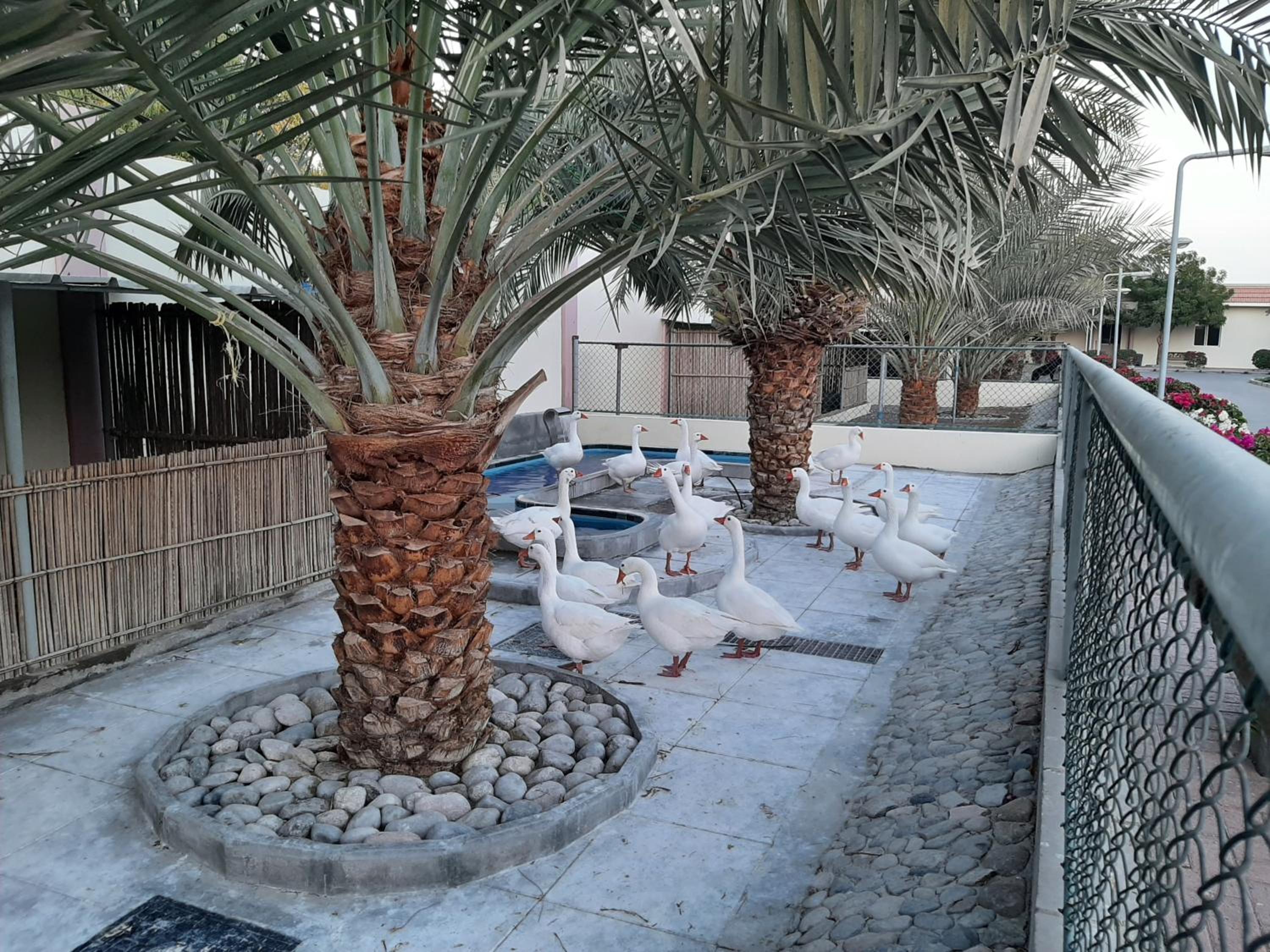 Asahalah Farm Villas — снимок 29